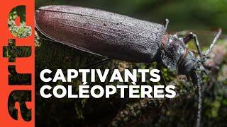 La grande parade des insectes | Coléoptères | ARTE