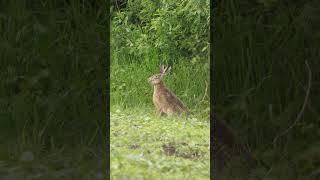 Wild hares running in spring ambiance / Iepuri de câmp alergând într-o ambianță de primăvară