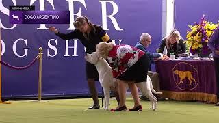 Dogo Argentinos | Breed Judging 2024