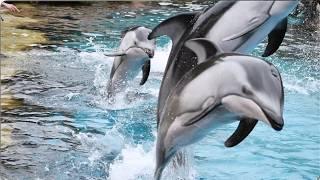 Pacific White-Sided Dolphin Presentation - Chimelong Ocean Kingdom - December 17, 2023