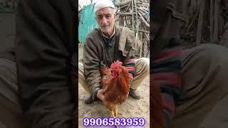 60 years old pet Lover from Chandoosa baramulla  with his old friends 