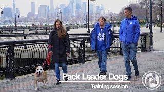 Pack Leader Dogs Training Session: Leash Reactivity with Lovey