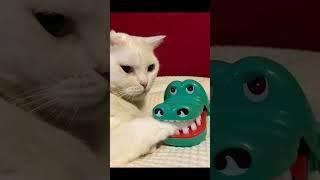 Cat vs. Toy Alligator: Surprise Attack!