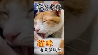 冬天裡的貓咪，毛絨絨的好療癒！！#貓咪 #寵物 #cat #catlover #療癒 #毛小孩 #healingvibes #petlover #love