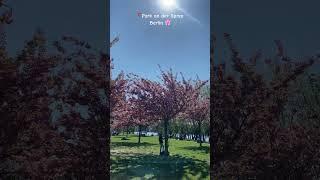 Cherry blossom in Berlin #cherryblossom #berlin #germany #spring #summer #berlinsummer #flowers