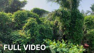 SURPRISE We Cleaning MAFIA'S Beautiful Villa | Mow OVERGROWN Grass Villa ABANDONED For 50 Year