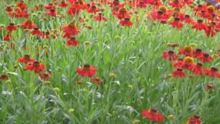 Summer Scenes at Suffolk Character Cottages