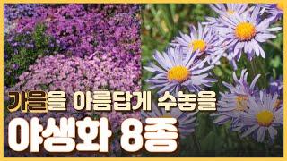 가을을 아름답게 수놓을 야생화 8종 구절초, 무늬꿩의비름, 청화쑥부쟁이, 홍화쑥부쟁이, 해국, 러시안세이지, 향등골풀,용담