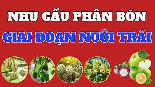 Nhận biết giai đoạn bón phân và cách bón phân giai đoạn nuôi trái | Nhu cầu phân bón cho cây ăn trái