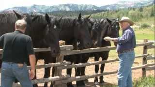 RFD TV Gentle Giants' features Jackson Fork Ranch