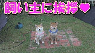 Seeing my sister's Shiba Inu and the puppy sitting side by side made my heart melt.