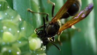 Frog Defends Eggs From Wasps | Planet Earth II | BBC Earth