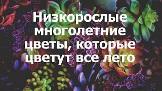 Низкорослые многолетние цветы, которые цветут все лето