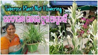 ରଜନୀଗନ୍ଧା ଗଛରେ ଫୁଲ ଆସୁନାହିଁ || Tuberose Plant Not Flowering || Tips || କଣ କରିବେ ||ବୋଉଙ୍କ ବଗିଚା