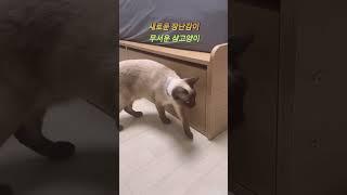 궁금한데 무서운 샴고양이 #shorts