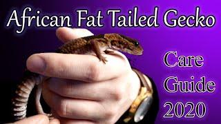 African Fat Tailed Gecko Care Guide 2020