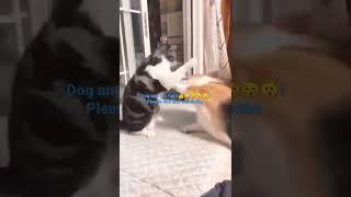 dog#https://youtu.be/tALkTYtiEmc#fight# fihgt
