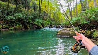 Fly Fishing for my BIGGEST TROUT OF THE YEAR! (Brown trout and rainbow trout)