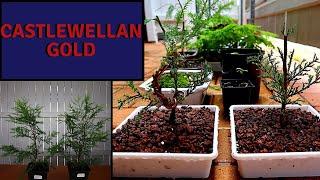 Making Castlewellan Gold Bonsai | Golden Leylandii Bonsai