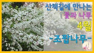 산책길에 만나는 꽃과 나무, 4월의 하얀 꽃무리, 조팝나무[정원여행] 2020.4.15.