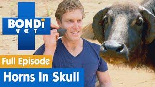  Buffalo Has Horns Growing Into Its Head! | FULL EPISODE | S7E14 | Bondi Vet