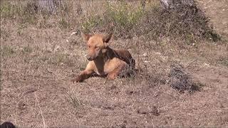 Wild dogs of the Scenic Rim - trapping the calf paddocks