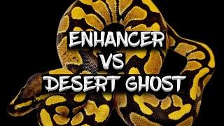 The 'Enhancer' vs 'Desert Ghost' Ball Python Genes