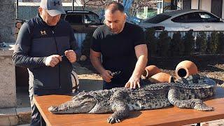 CROCODILE MEAT on a CHARCOAL GRILL, GRILLED CROCODILE MEAT.