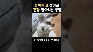 우리 강아지 코 상태 확인하면 건강한 지 알 수 있어요! #강아지 #강아지산책 #반려견