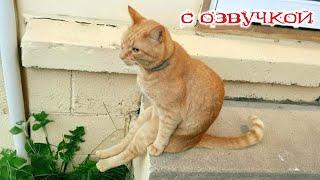 Приколы с котами - С ОЗВУЧКОЙ - Самые Смешные Животные - Смешное видео с котами!