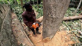 theak tree cutting