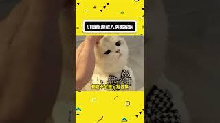 猫猫可以理解人类搬家吗#娱乐评论大赏#shorts