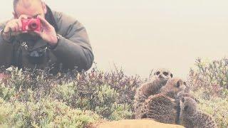 Meerkat Adventures in Oudtshoorn