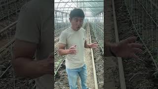 Применяем  Naturamin WSP, для повышения урожайности!