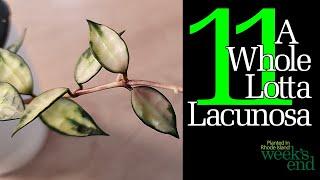 A WHOLE LOTTA LACUNOSA - 11 Hoya Lacunosa - Giant Leaf, Durian Perangin, Laos, Mr Tent, and more