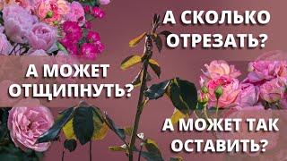 ОБРЕЗКА ПОБЕГОВ РОЗ ОСЕНЬЮ. Зачем, и как. 15 сентября 2024 г.