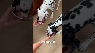 Полезная салфетка #собака #dalmatian #barf