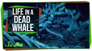 Life Inside a Dead Whale