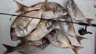 Jumbo Porgy Jigging - Find and Catch!