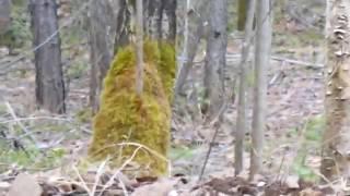 Рябчик на манок