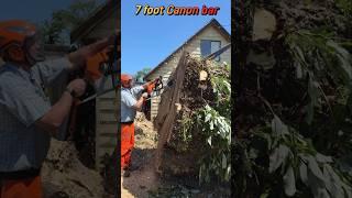The Huge old poplar tree gets cut down.