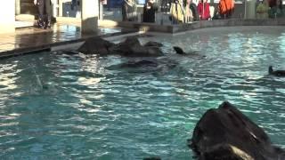 New England Aquarium Seals