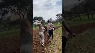 I tried plowing with a cow in Ethiopia - it’s hard!! #shorts #ethiopia #cow