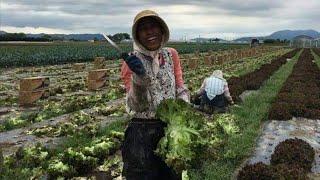 Buhay OFW bilang magsasaka sa JAPAN. Nakakamiss ang OKANE 