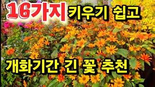 #16가지 꽃 추천 #키우기 쉽고 #봄 부터 서리 올때까지 피는 꽃 #추천 합니다