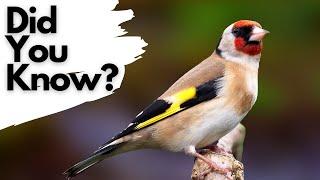 Things you need to know about the GOLDFINCH!