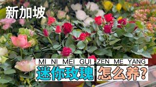 新加坡小玫瑰/迷你玫瑰花/迷你月季种植/养护Mini Rose