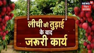 Annadata: लीची की तुड़ाई के बाद किए जाने वाले जरूरी कार्य, जानें खाद और उर्वरक देने का सही तरीका