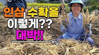 대박 신기한 5년근 인삼수확 현장!! 트랙터로 한방에? 인삼 수삼 - korea ginseng