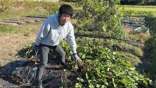 日本生活/帶日本老公挖紅薯、他直接在田裡賣起紅薯啦⋯⋯